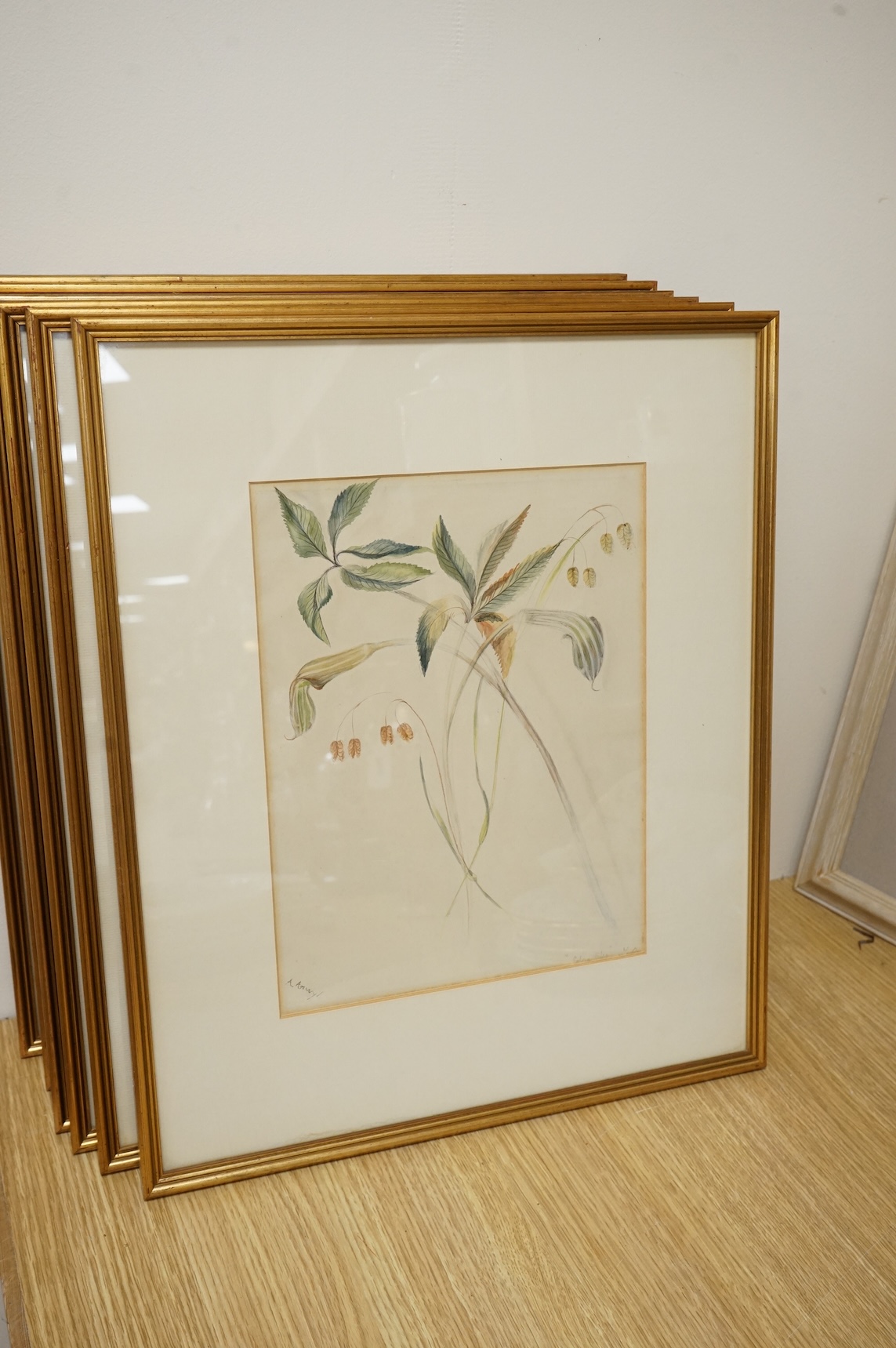 Late 19th / early 20th century school, set of eighteen watercolours, botanical studies, some with Latin pencil inscriptions, unsigned, 29 x 22cm